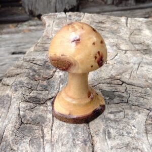 Cypress Mushroom