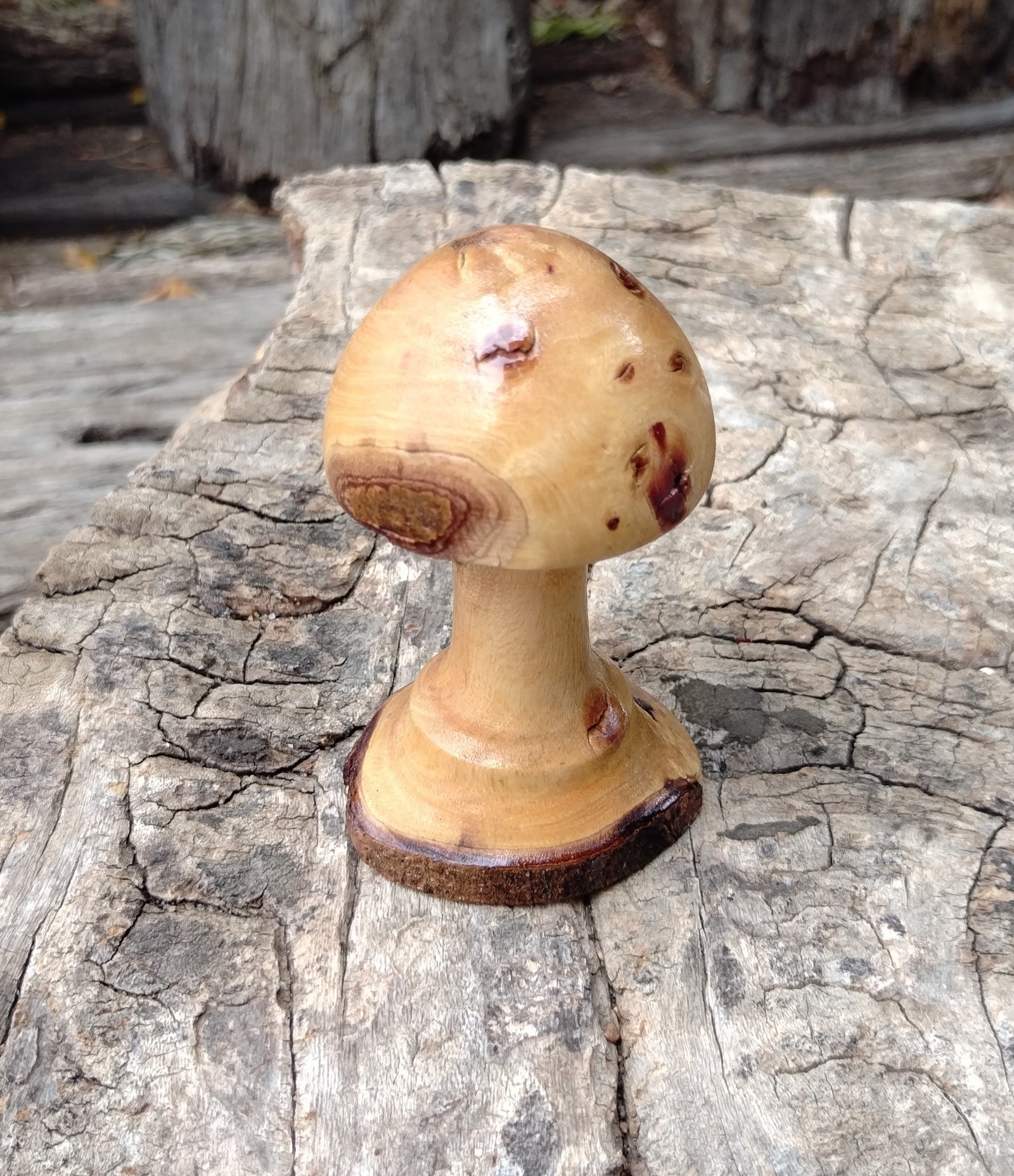 Cypress Mushroom