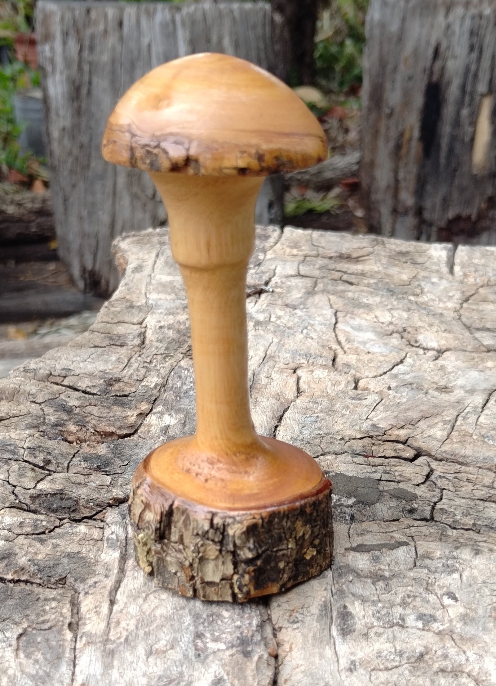 Jacaranda Mushroom