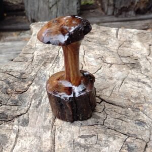 Camphor Mushroom